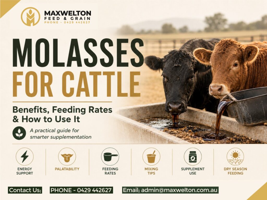 Molasses for Cattle: Benefits, Feeding Rates & How to Use It