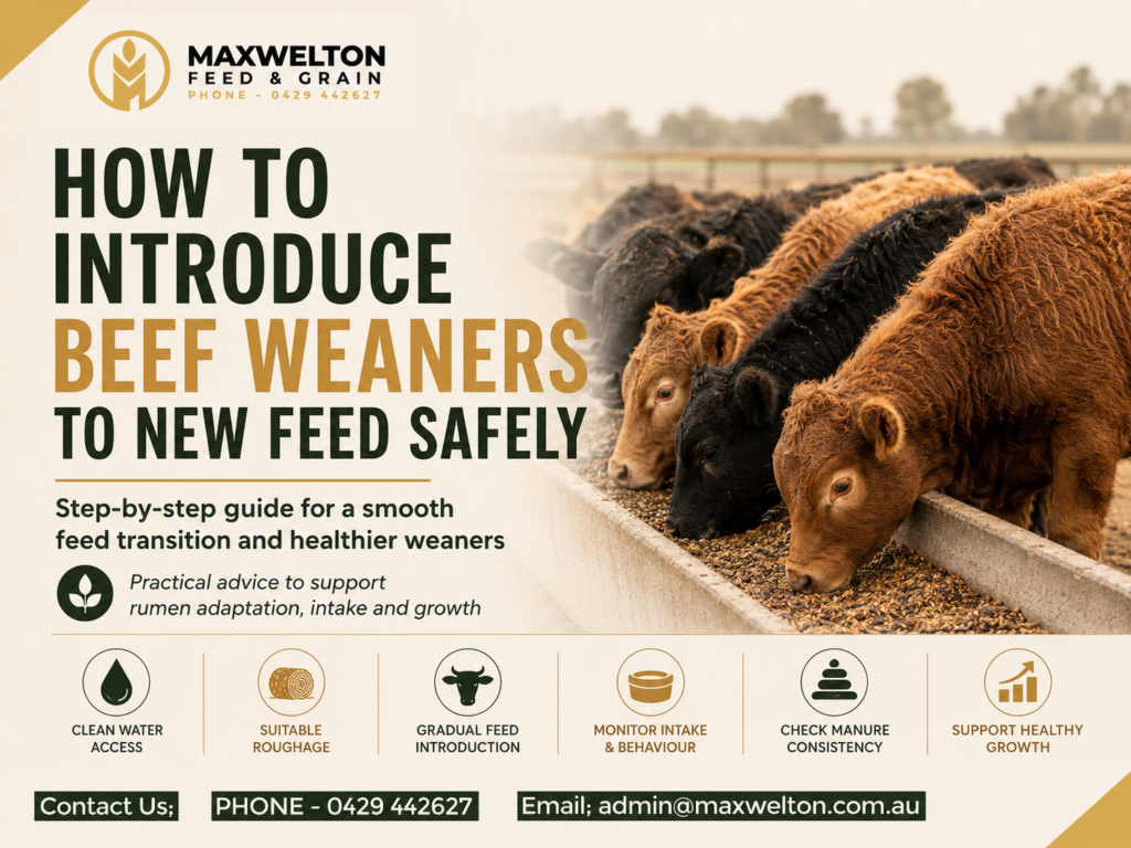 How to Introduce Beef Weaners to New Feed Safely