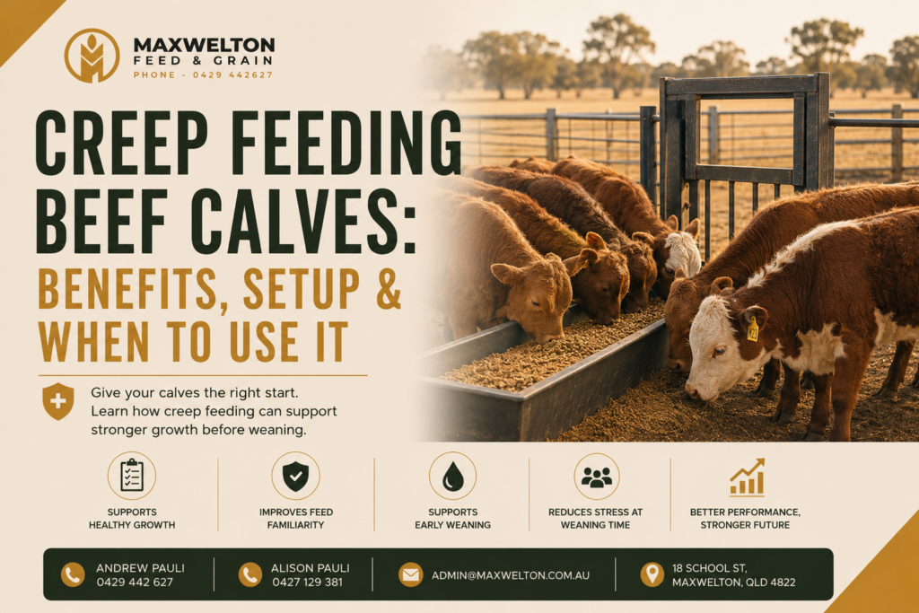 Creep Feeding Beef Calves: Benefits, Setup & When to Use It