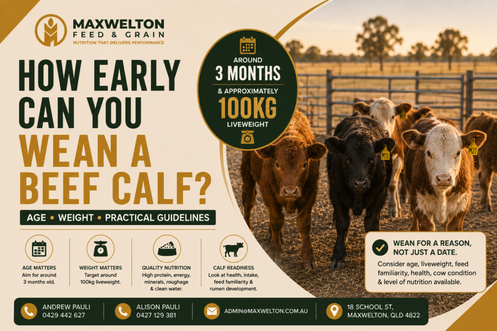 How Early Can You Wean a Beef Calf? Age, Weight & Practical Guidelines