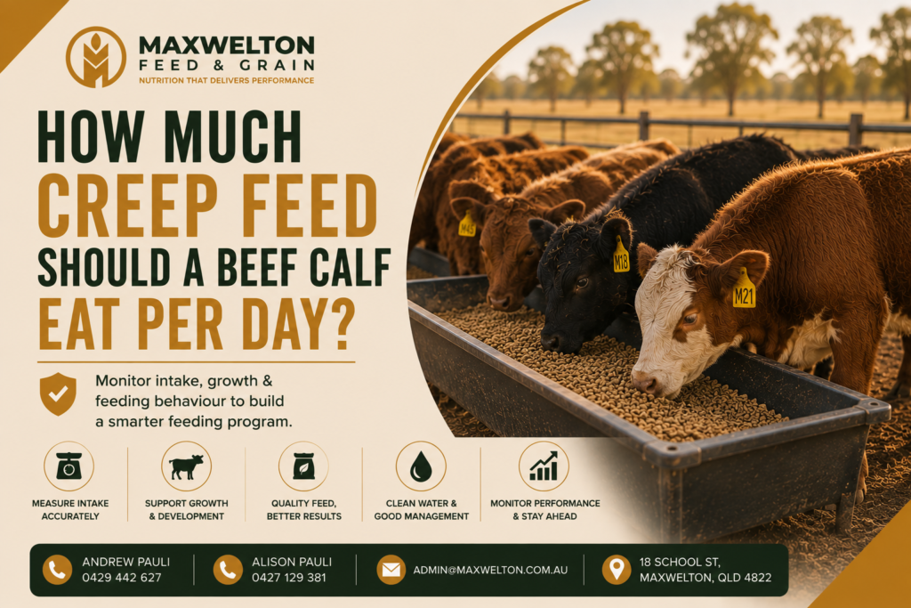 How Much Creep Feed Should a Beef Calf Eat Per Day?