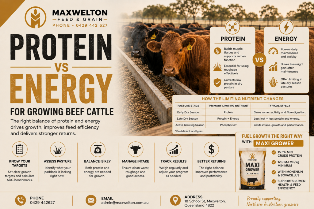 Protein vs Energy for Growing Beef Cattle