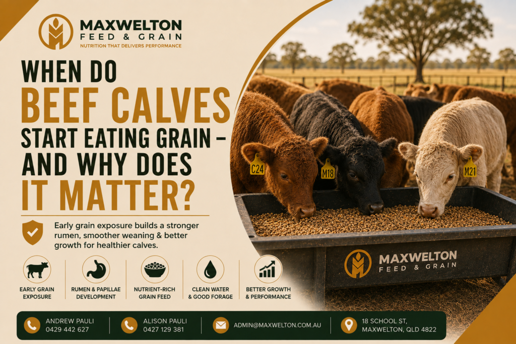 When Do Beef Calves Start Eating Grain and Why Does It Matter?