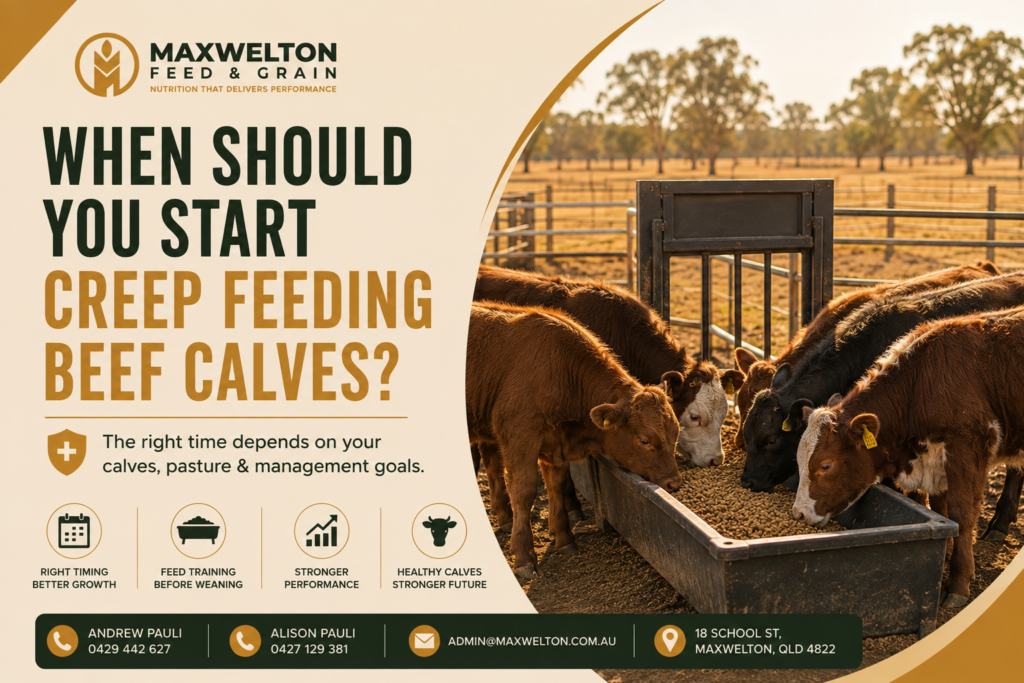 When Should You Start Creep Feeding Beef Calves?