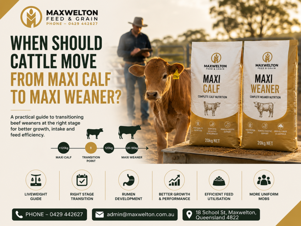 When Should Cattle Move from Maxi Calf to Maxi Weaner?