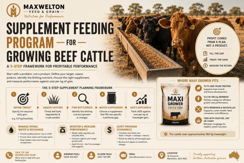 Supplement Feeding Program for Growing Beef Cattle
